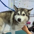 �Ƕ�γر����ͻ�🐶