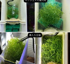 ジュズモ海藻リアクター＋GEXアクア-U