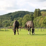 『仲間』の画像