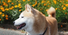キバナコスモス