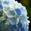 梅雨の花 咲き誇る