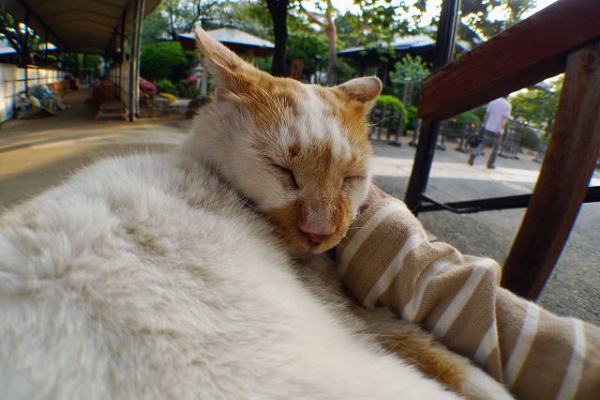 青空と陽だまり 猫の声が聞こえる