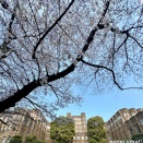 桜を求めて'26＜11＞東大医科研・港区立郷土歴史館（3月28日’26）