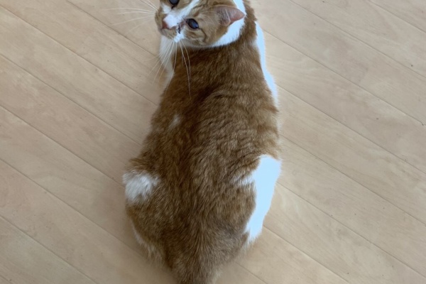 猫式ブログ 里親募集型猫カフェ 溝の口