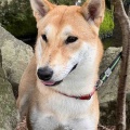 椿ちゃん　エアコンよりお外が好き