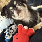 名古屋市 北区 ペットショップ ワンラブ NEWクロスタウン店ブログ