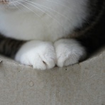 ねことアパートと1人暮らし～とらやんとおらと～