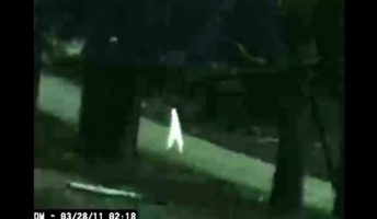 正体不明の棒状生物「ナイトクローラー」とは(動画あり)