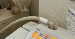 洗濯機の観察をする猫とお洗濯終了を教えてくれた猫