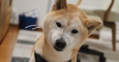 傾くシニア犬