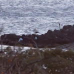 ふなきちのフィールドノート