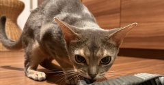 脱ぎたてのズボンを狙われ、変態になる飼い主…