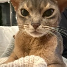 冬場、猫の耳が冷たくなるので温める