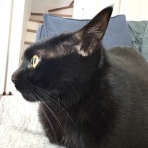 おそらくその平凡こそ幸せ　猫と私と家族の日常