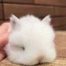 耳付きおまんじゅう