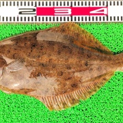 2026年2月16日　釣果