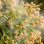 【悲報】千葉市で花粉の飛散を確認。今年もはじまる