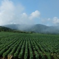 雲海　トトロ峠　沖里河山
