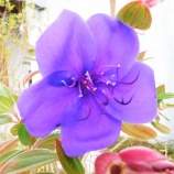 『徒然に光マイクロバブル（58）新型コロナウイルス（41）』の画像