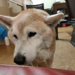 柴犬トキまるタカまる14歳