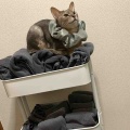 お風呂の出待ちしてくれるジャミちゃん
