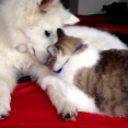 ベッドを猫に占拠された犬達、それぞれの対応【再】