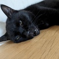 うるちゃん　今日は　七夕だよ