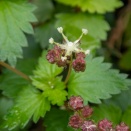 カテンソウ　260404