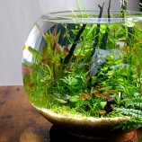 『FAQ「魚は何匹まで入れることができますか？」～Nature-ボトルアクアリウム～』の画像