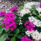 『【朝のご挨拶】私たちの暮らしを支えてくださっているゴミ清掃人の方々に感謝。コロナ禍の今、コミックエッセイ「ゴミ清掃人の日常 ミライ編」は必読書だと思います。 #戸田市』の画像