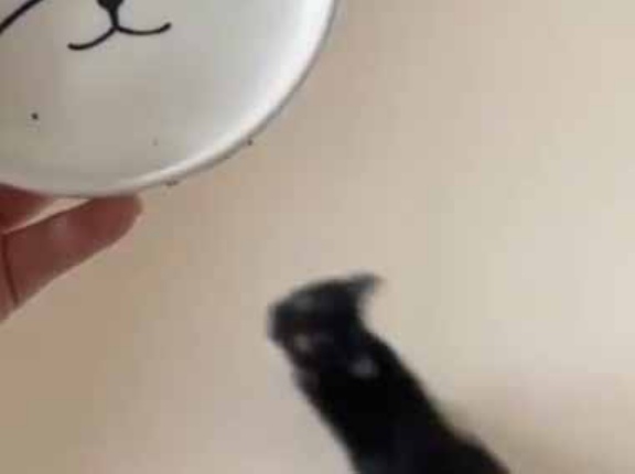子猫はゴハンの時間になった。飼い主がボウルを運ぶ → 床で子猫はこうなります…