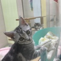 アメリカーーん　kawaii😻