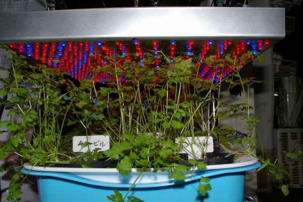 野菜 花 多肉のかんたん水耕栽培 チャービルの水耕栽培