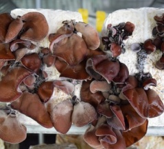 イタリア料理③前菜-7-31.キクラゲ