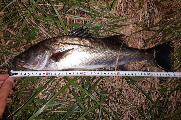 狐の気晴らし釣り日記 シーバス