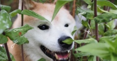 頑なな犬…