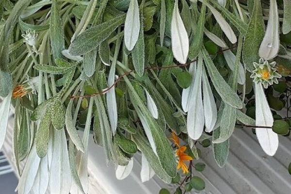 ガザニアもヒポエステスも暑さでぐったりe ｏ A アチィ 花のある暮らし