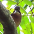 小魚を捕ったカワセミを撮る🐦‍⬛📸（多々良沼公園）