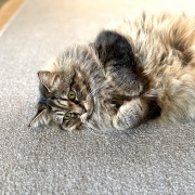 【猫写真】おててが可愛いマロちゃん