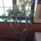 明日は定休日です🙇🙏☕