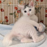 『子猫2頭を受け入れました』の画像