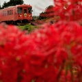 樽見鉄道と彼岸花③