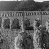 『昭和の秋田市郊外の稲刈り』の画像