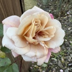 きよひめの気ままにロザリアン