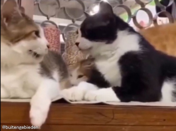 今にもケンカが始まりそうな猫3匹だったけど…優しい世界だった