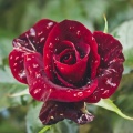 色が語る花の物語：花の色彩学入門