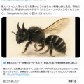 新種のハチ「ルシファー」の発見とその特徴