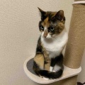 招き猫ちゃんズ
