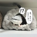 兄たんとシェアハウスなんて最高じゃん？