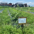 2026年度綿の栽培記録：小暑。開花はじまる